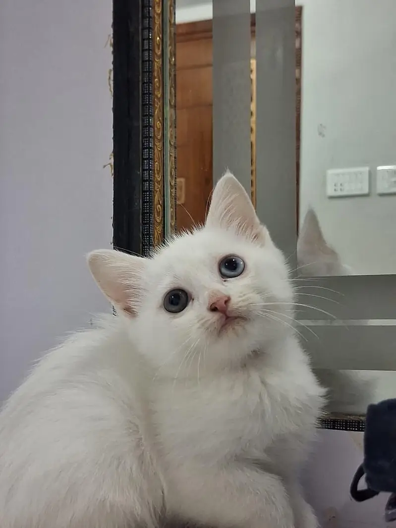 2 month old perisan kittens available — photo 6