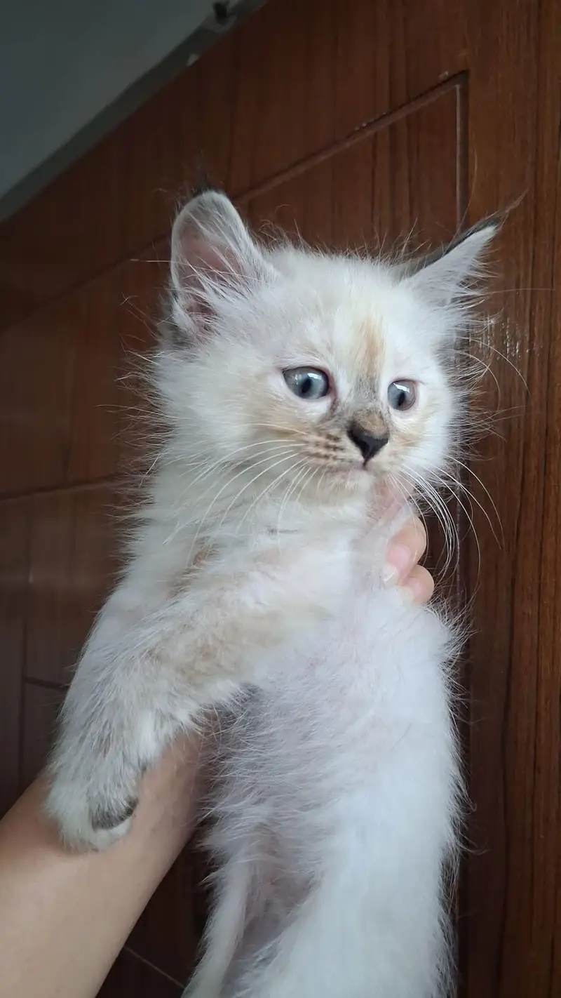 2 month old perisan kittens available — photo 7