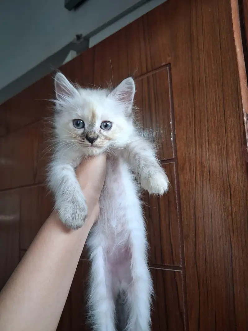 2 month old perisan kittens available — photo 8