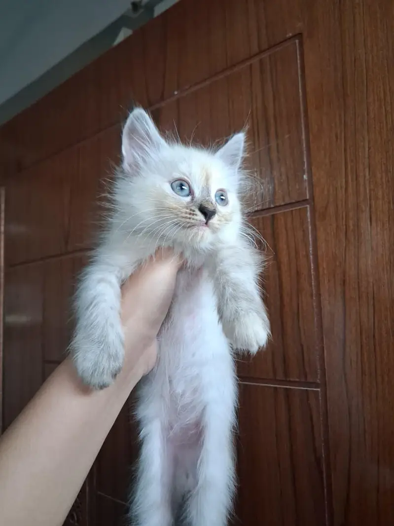 2 month old perisan kittens available — photo 9