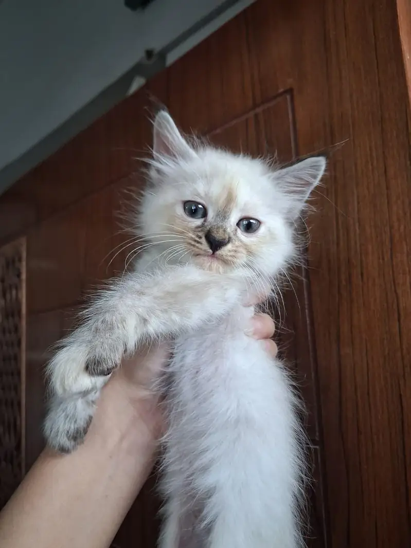 2 month old perisan kittens available — photo 10