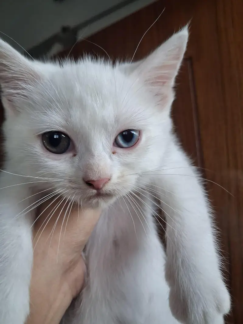2 month old perisan kittens available — photo 11