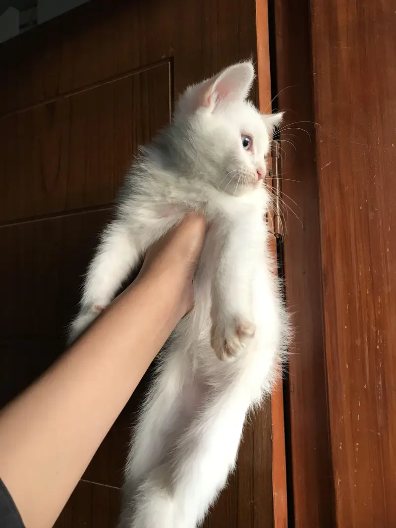 2 month old perisan kittens available — photo 12