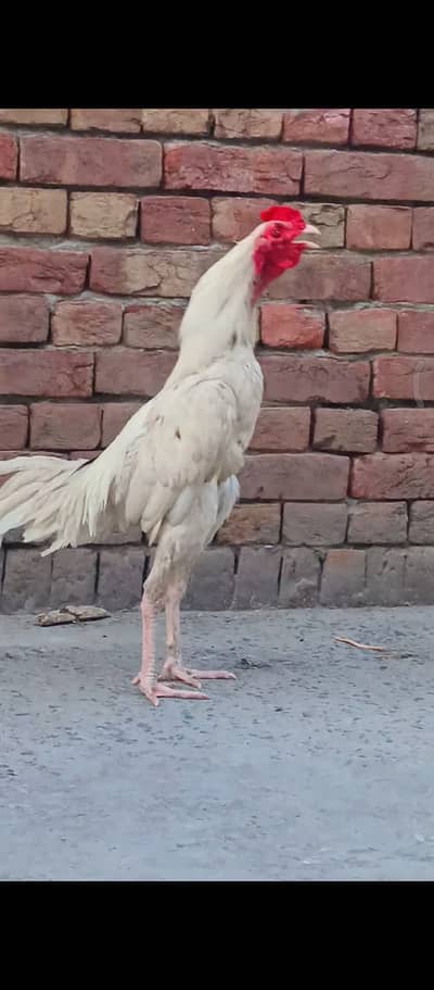 White aseel shamo"long hight"age"13 month