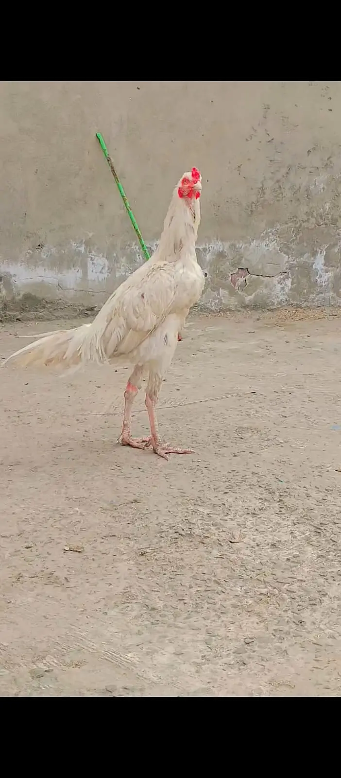 White aseel shamo"long hight"age"13 month — photo 2