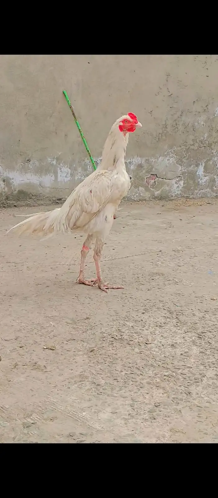 White aseel shamo"long hight"age"13 month — photo 3