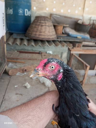 hens aseel for sale