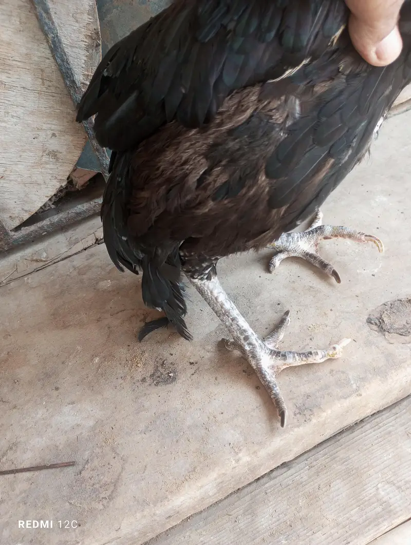 hens aseel for sale — photo 2