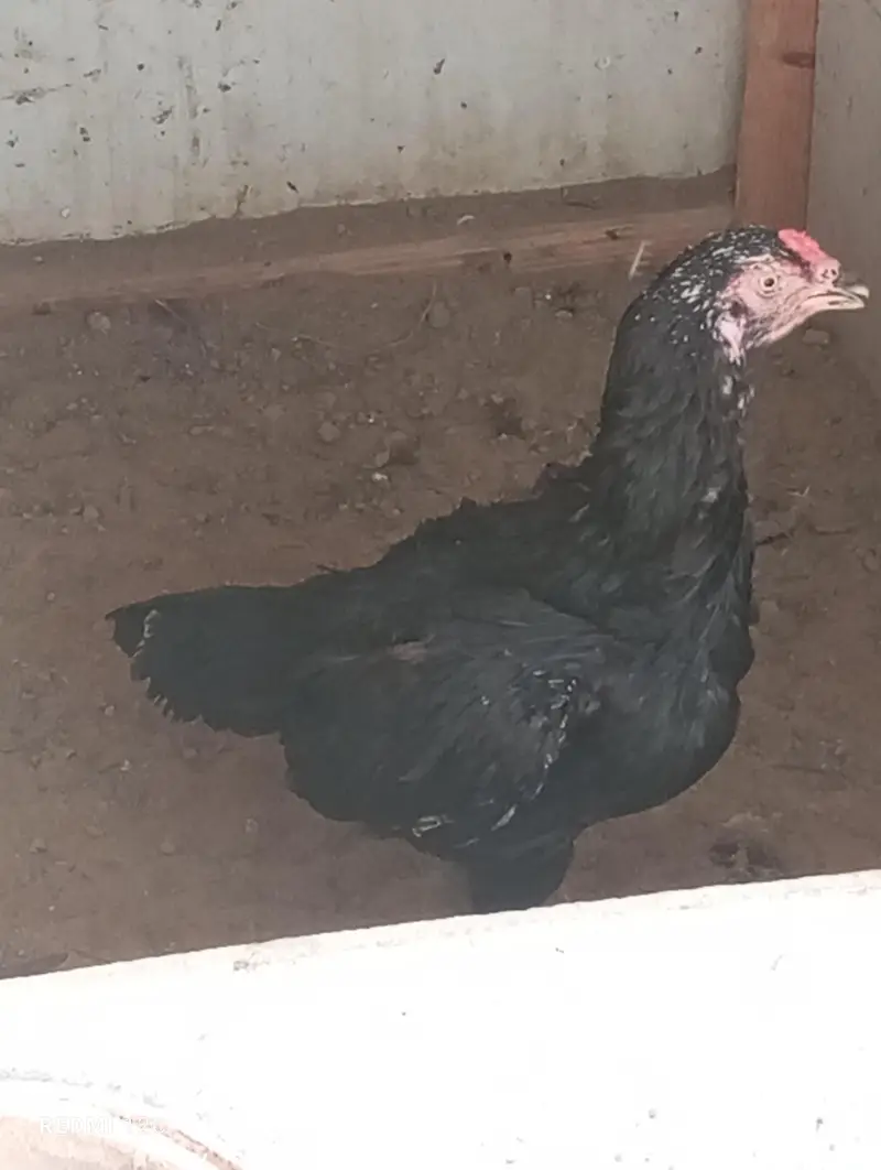 hens aseel for sale — photo 3