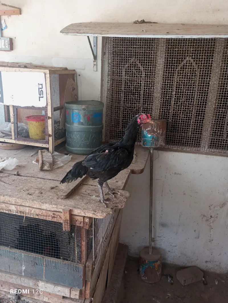 hens aseel for sale — photo 4