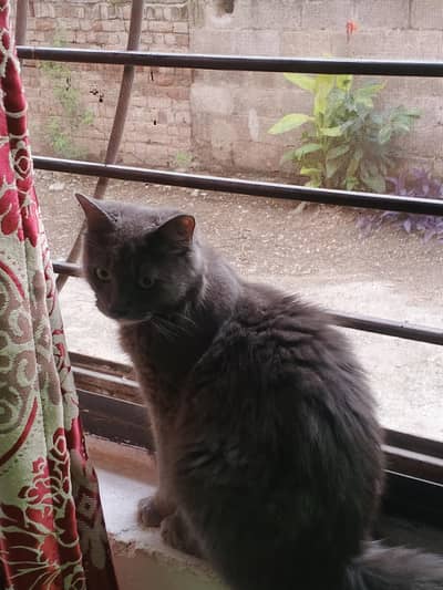 Persian cat