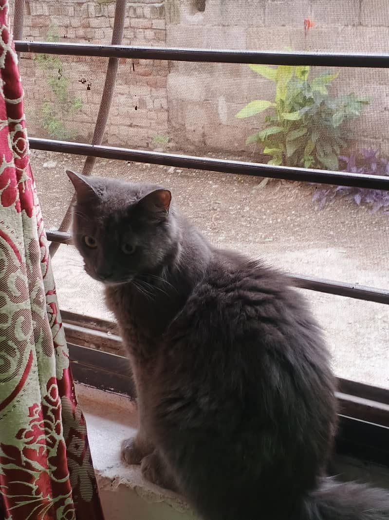 Persian cat 0