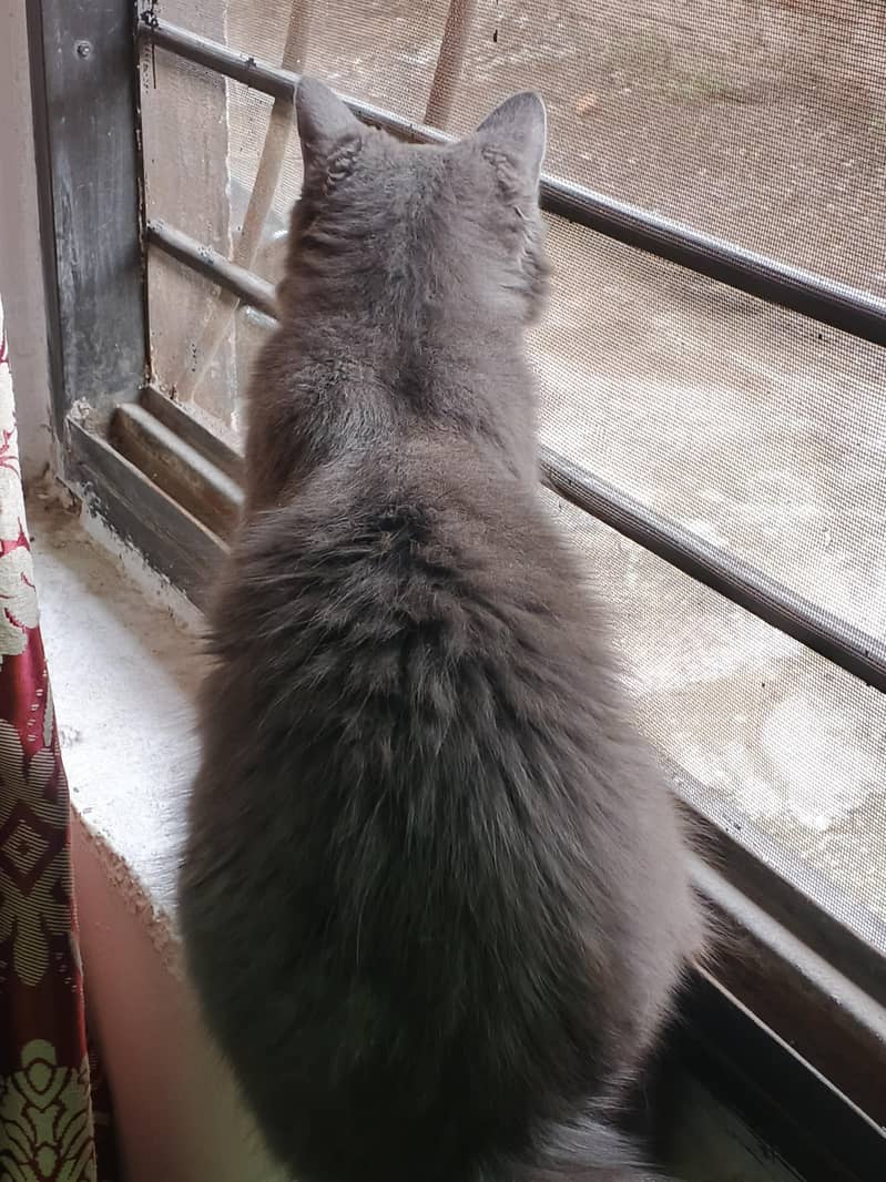 Persian cat 1