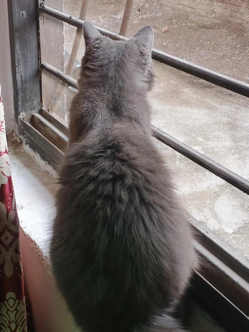 Persian cat — photo 2
