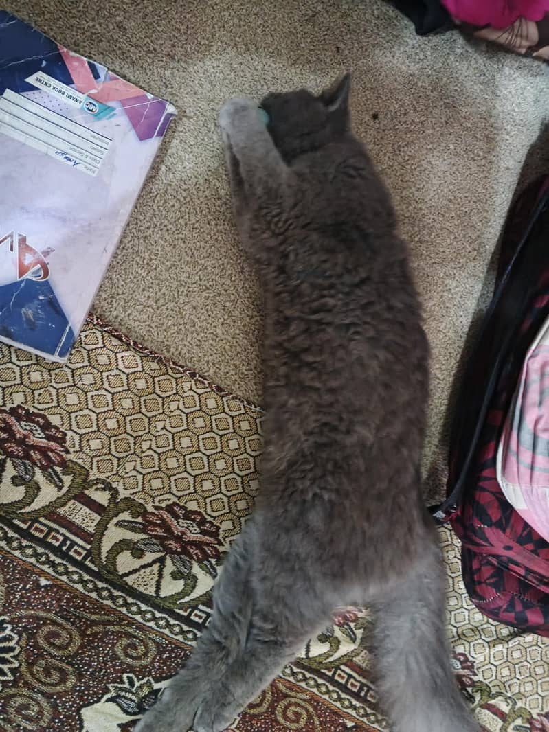 Persian cat 2