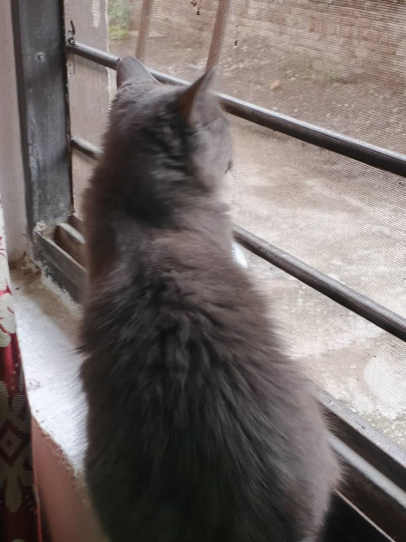 Persian cat 3