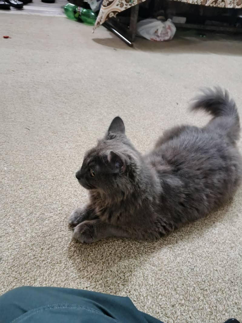 Persian cat 4