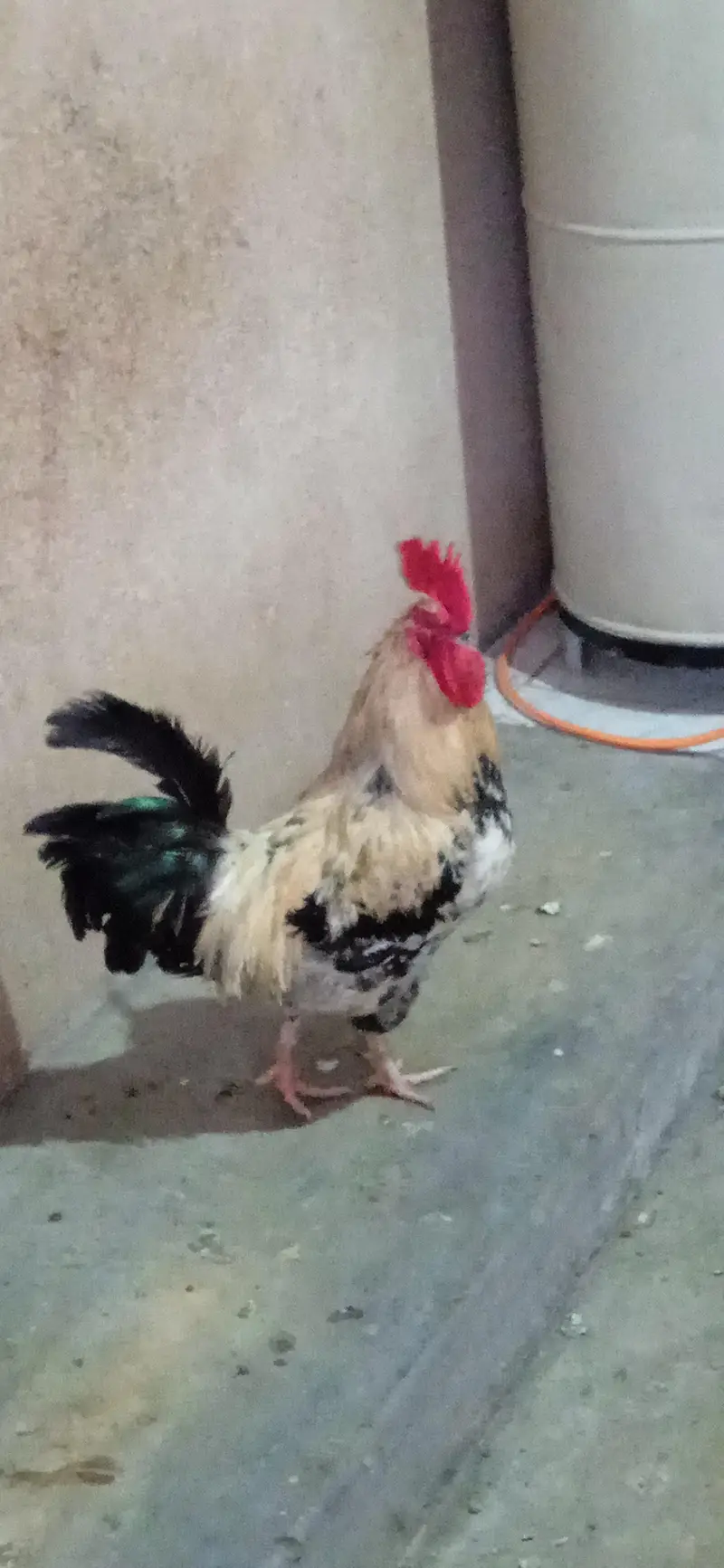 Pure Desi murga for sell — photo 2