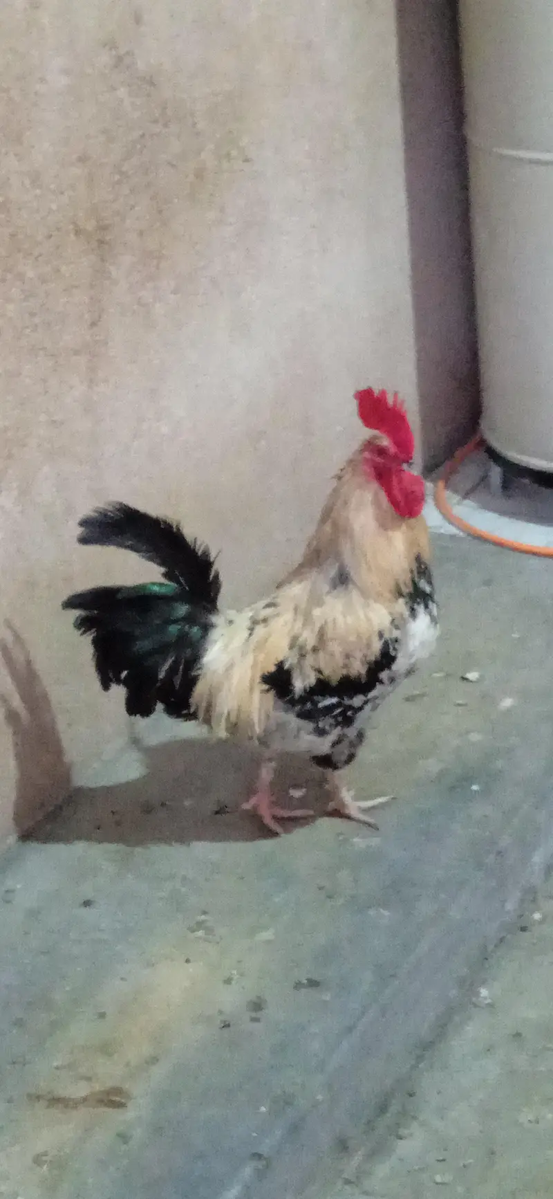 Pure Desi murga for sell — photo 3