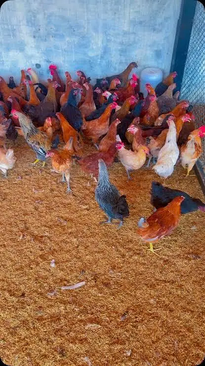 golden misri starter hens — photo 3