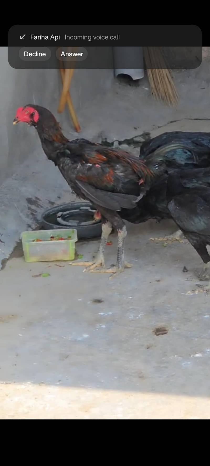 Thai hens 1