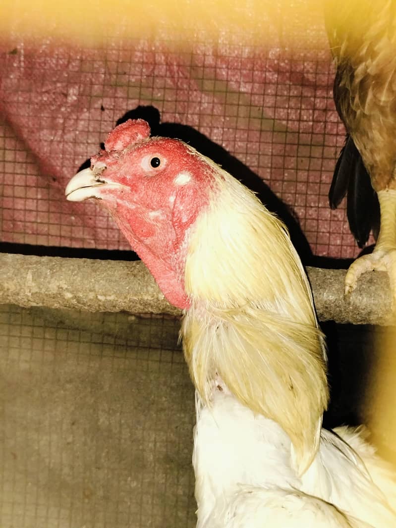 Thai hens 2