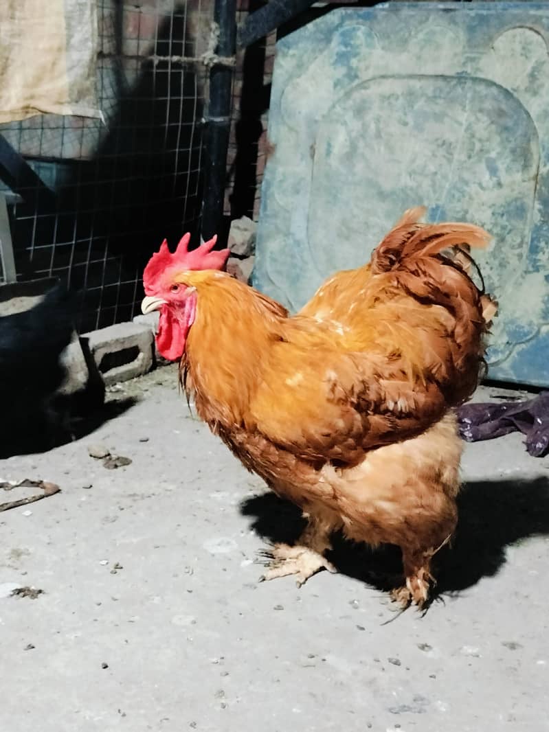 Thai hens 3