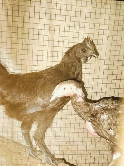 ayam cemani