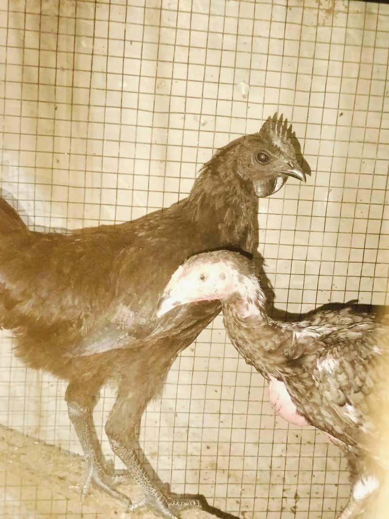 Thai hens 4