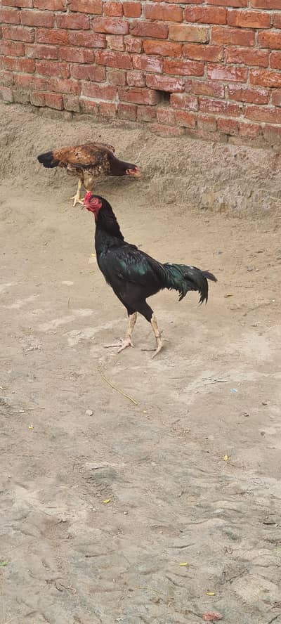 Aseel rooster  (Mushka)