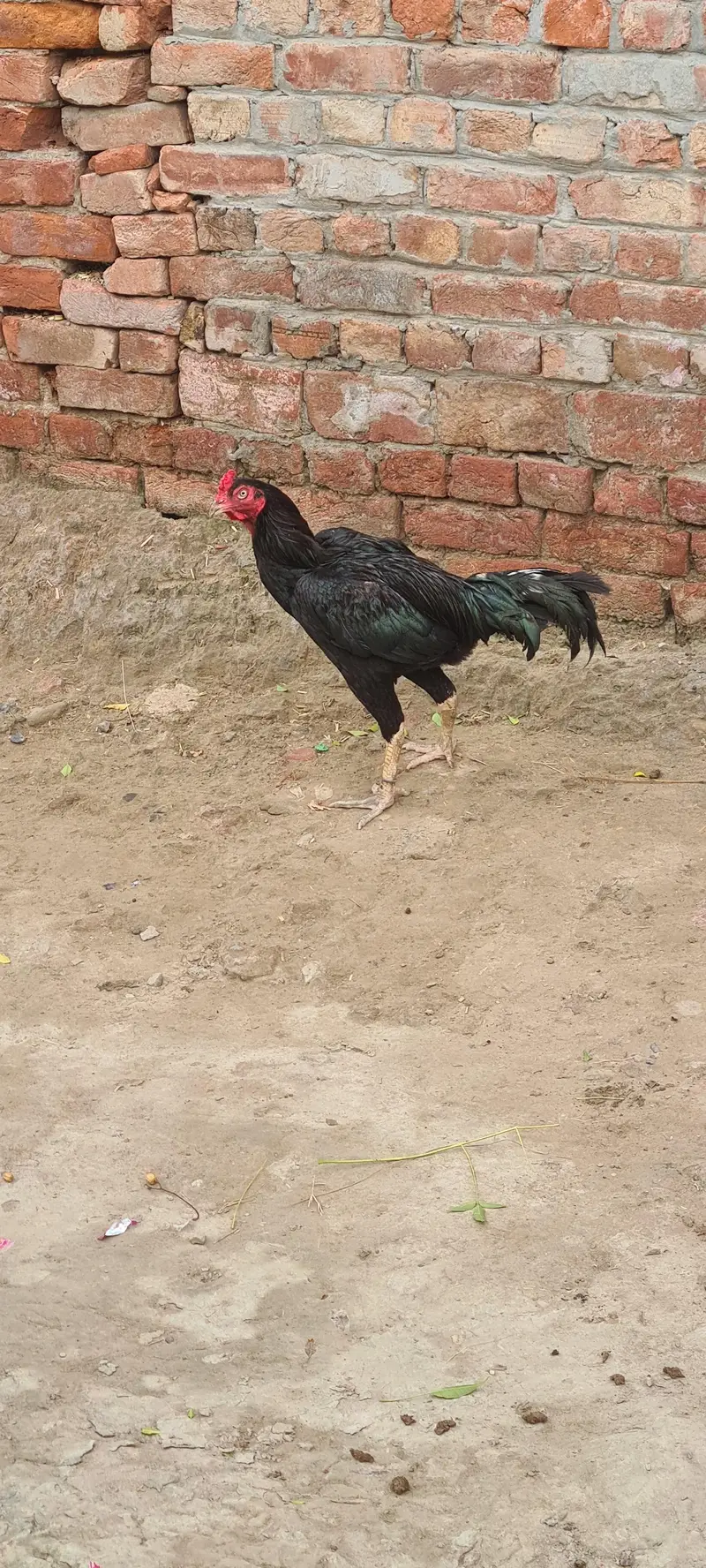 Aseel rooster  (Mushka) — photo 2
