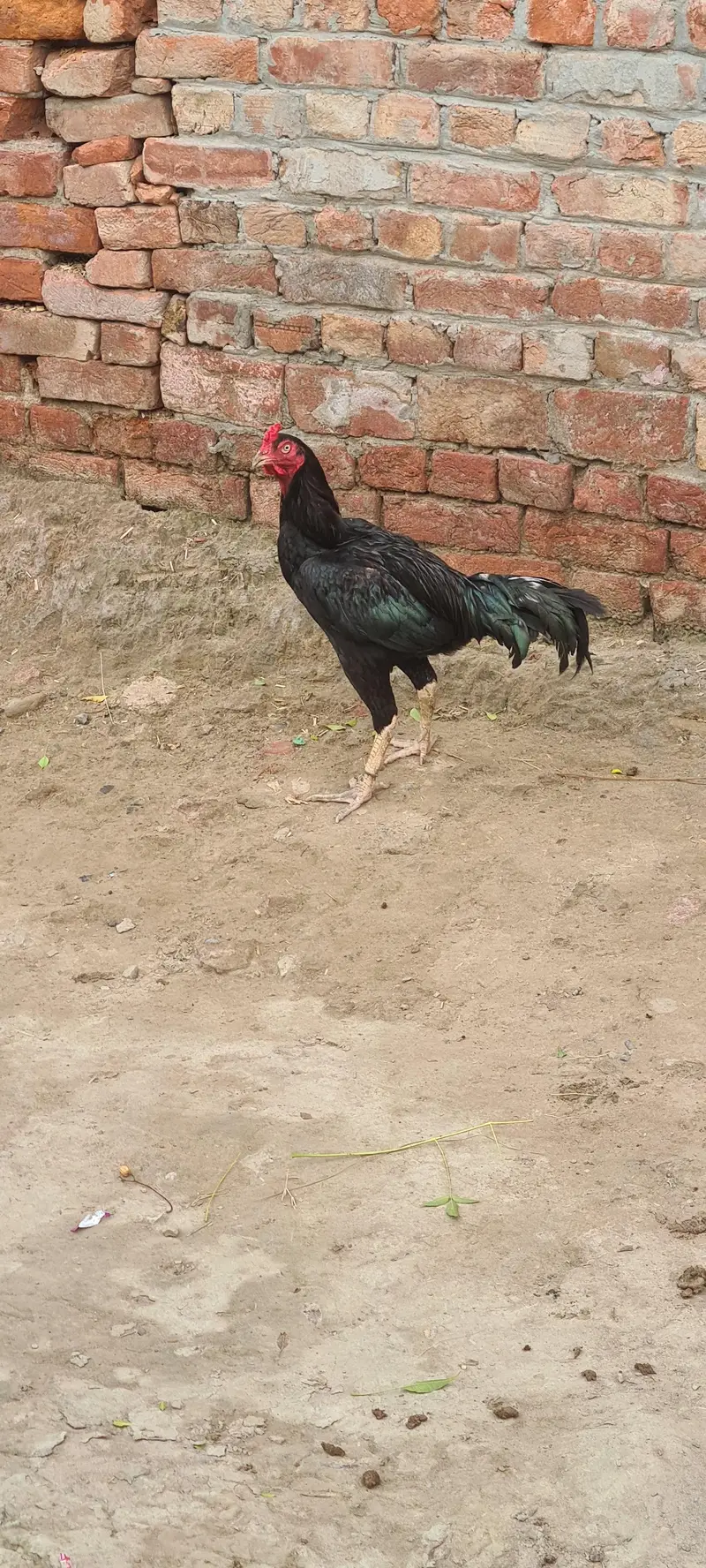Aseel rooster  (Mushka) — photo 3