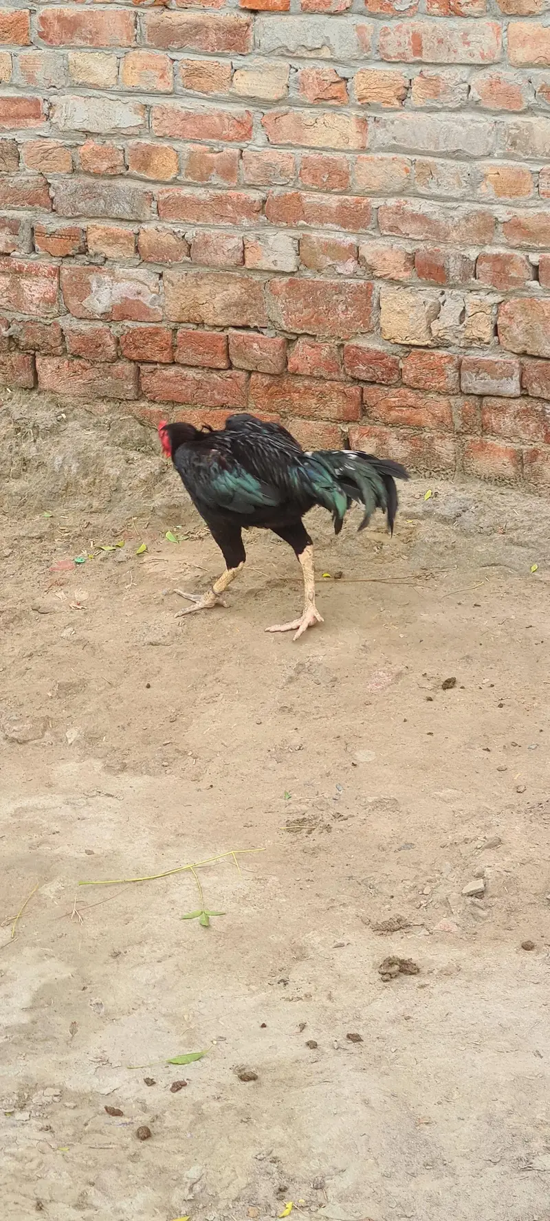 Aseel rooster  (Mushka) — photo 4