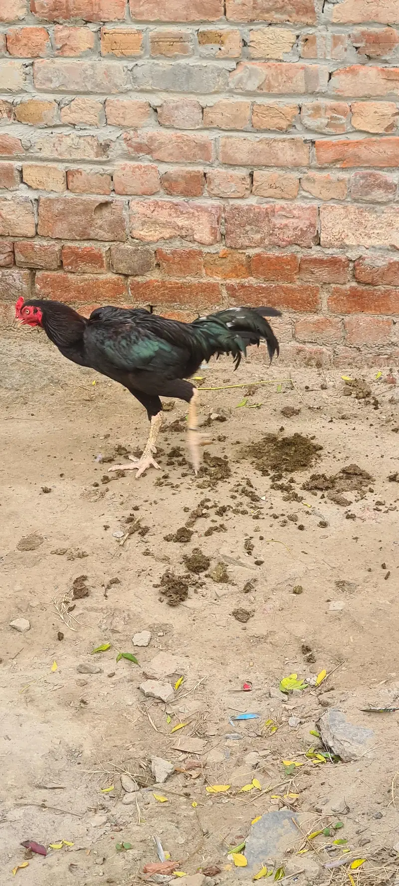 Aseel rooster  (Mushka) — photo 5