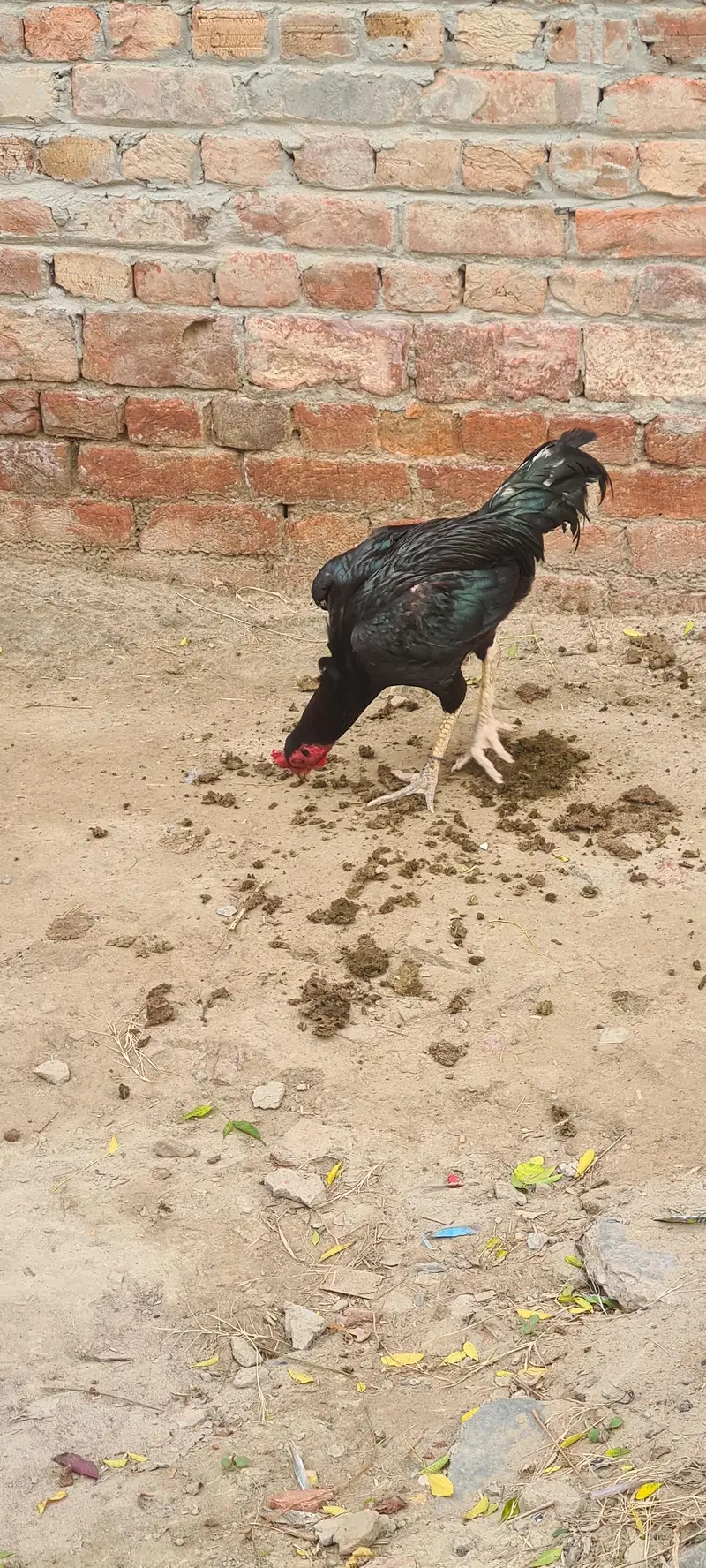 Aseel rooster  (Mushka) — photo 6