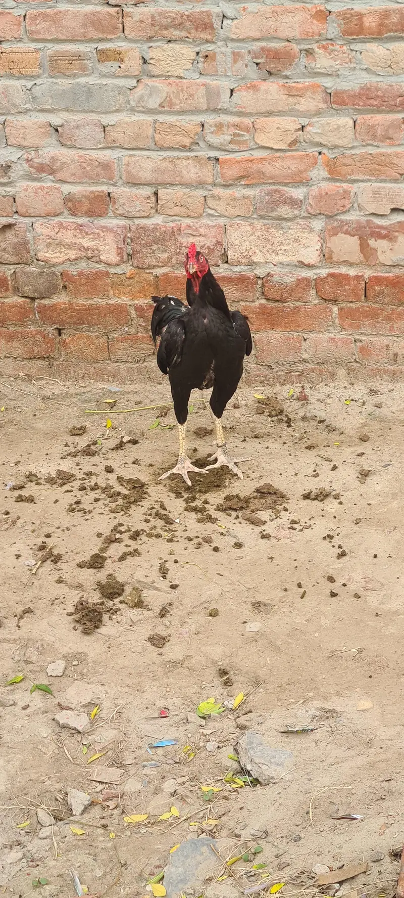 Aseel rooster  (Mushka) — photo 7
