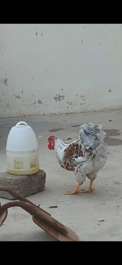 splash wyandotte for sale