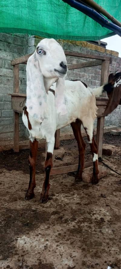 Goats for sale