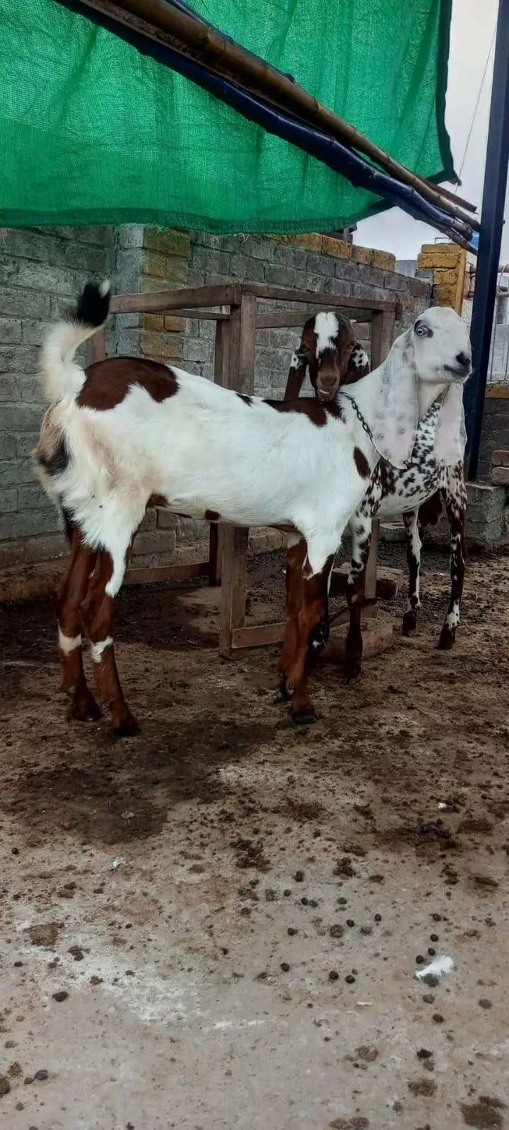 Goats for sale — photo 2