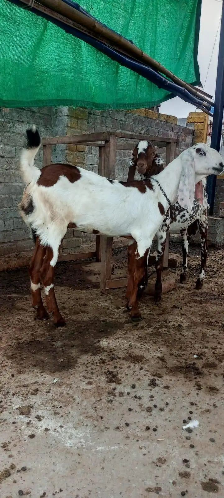 Goats for sale — photo 3