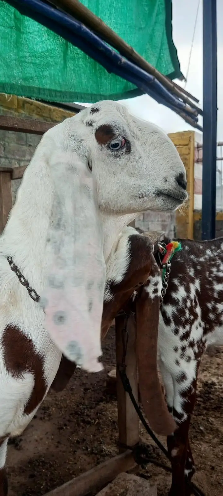 Goats for sale — photo 4