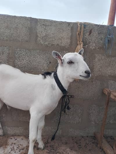 2no male hai 5 Monty ka 03172199766