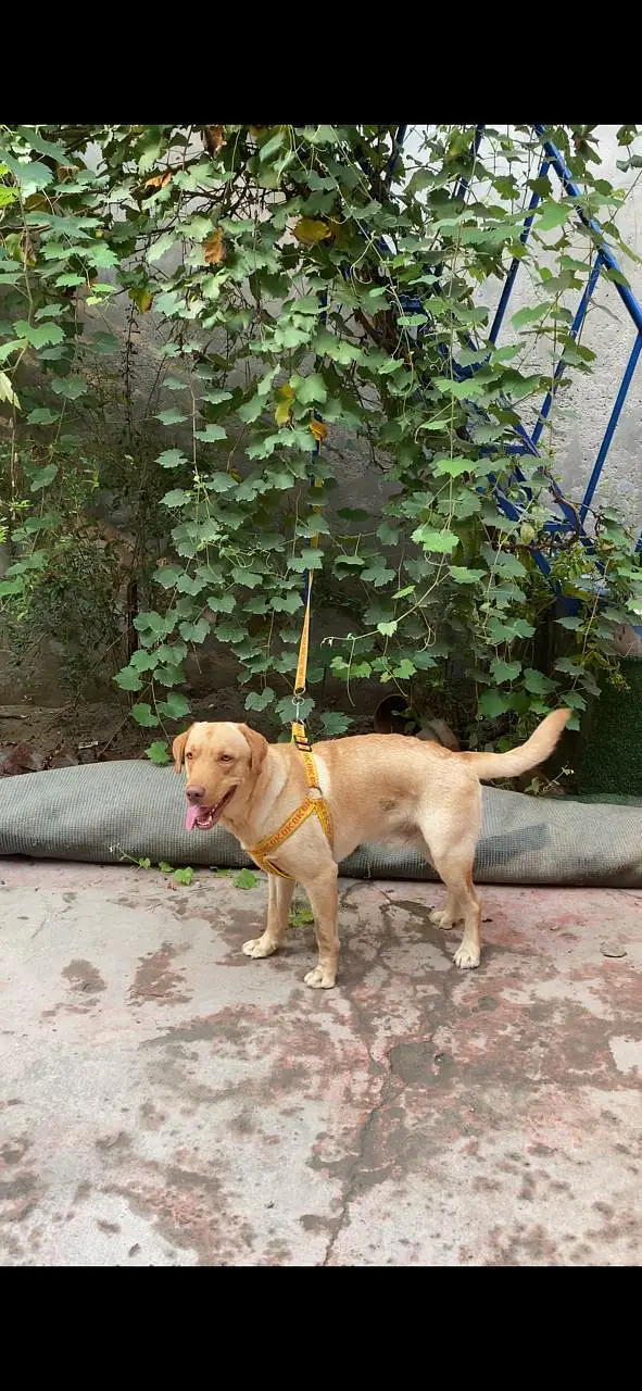 Labrador male — photo 2
