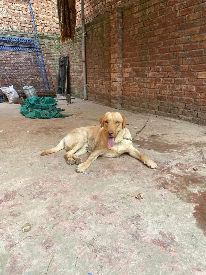 Labrador male — photo 4