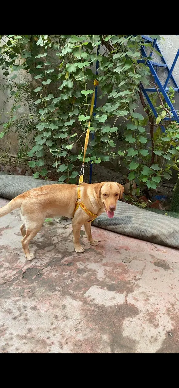 Labrador male — photo 5