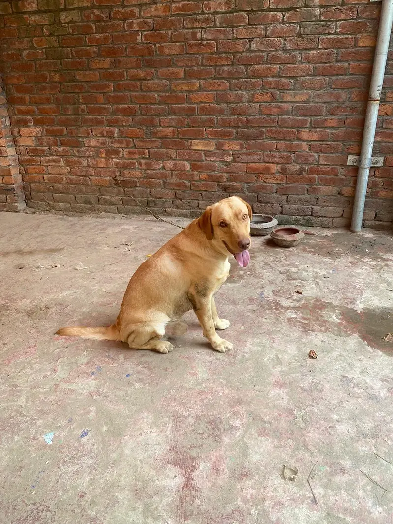 Labrador male — photo 6