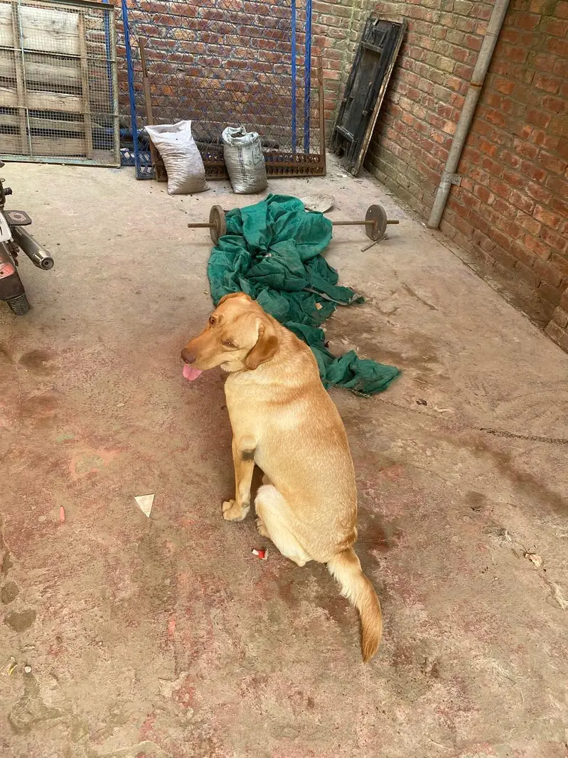 Labrador male — photo 7