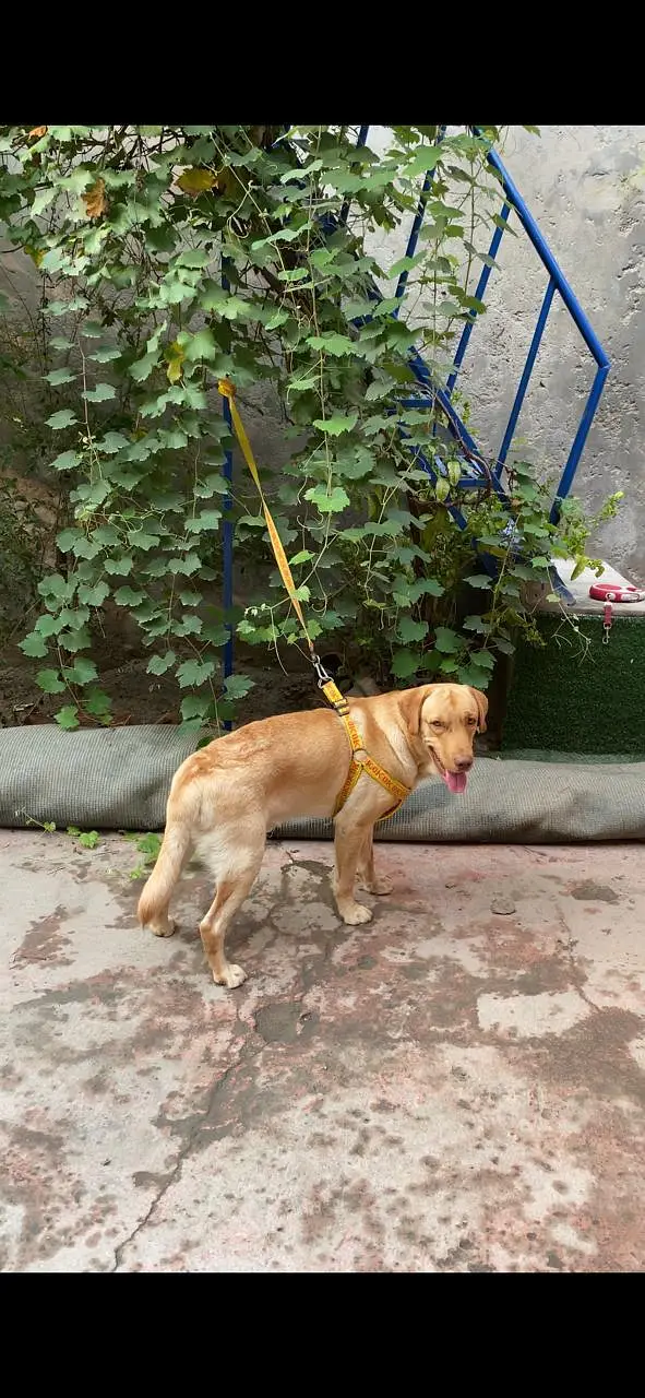 Labrador male — photo 8