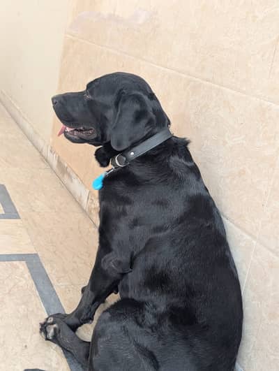 Labra dog full trained