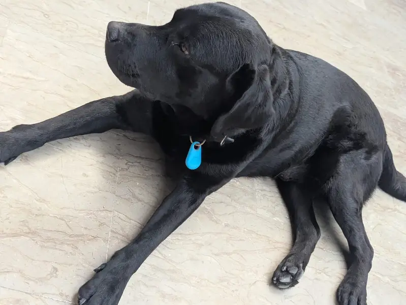 Labra dog full trained — photo 2